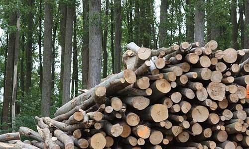 Biomasa como energía renovable
